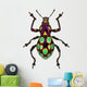 Amazing Exotic Weevil Pachyrhynchus Gemmatus 