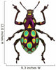 Amazing Exotic Weevil Pachyrhynchus Gemmatus 
