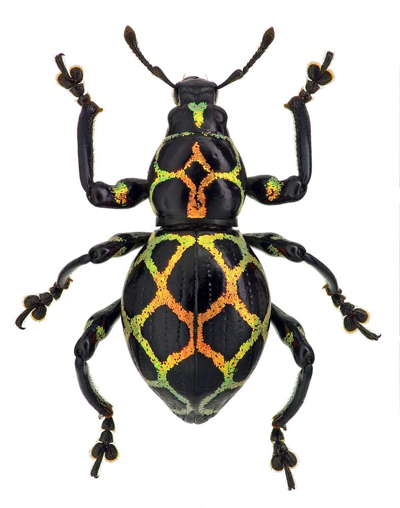 Exotic Weevil Pachyrhynchus Reticulatus – Wallmonkeys