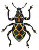 Exotic Weevil Pachyrhynchus Reticulatus 