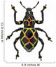 Exotic Weevil Pachyrhynchus Reticulatus 