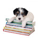 Parson Russell Terrier Puppy Lying on Books Wall Decal