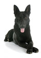 Black German Shepherd Wall Decal