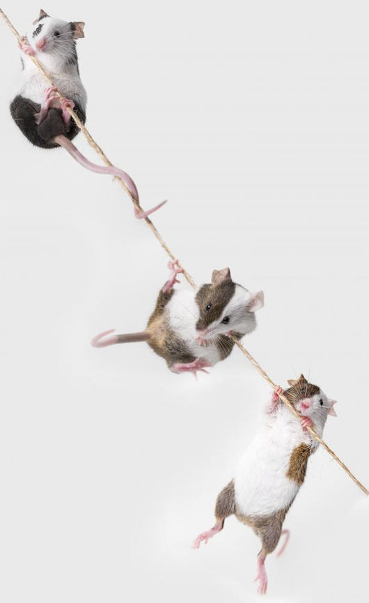 mice Wall Decal