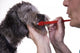 Brushing a Dogs Teeth Promotes Canine Health 