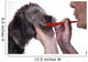 Brushing a Dogs Teeth Promotes Canine Health 