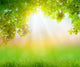 Fresh spring green grass with green leaf , Summer time 