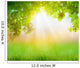 Fresh spring green grass with green leaf , Summer time 