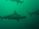 Hammerheads Wall Mural