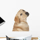 Beautiful Labrador Retriever Isolated on White Background Wall Decal