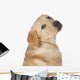 Beautiful Labrador Retriever Isolated on White Background Wall Decal