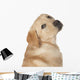 Beautiful Labrador Retriever Isolated on White Background Wall Decal