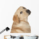 Beautiful Labrador Retriever Isolated on White Background Wall Decal