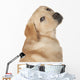 Beautiful Labrador Retriever Isolated on White Background Wall Decal