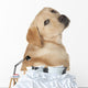 Beautiful Labrador Retriever Isolated on White Background Wall Decal