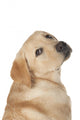 Beautiful Labrador Retriever Isolated on White Background Wall Decal