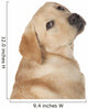 Beautiful Labrador Retriever Isolated on White Background Wall Decal