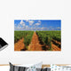 Green Rows Vineyard Spain Wall Decal