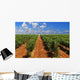 Green Rows Vineyard Spain Wall Decal