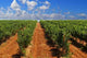 Green Rows Vineyard Spain Wall Decal