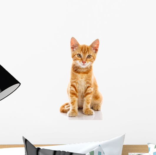 Red Little Cat 