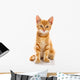 Red Little Cat 