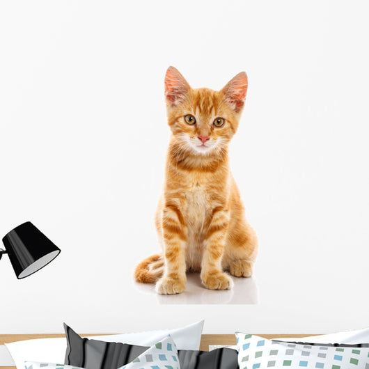 Red Little Cat 