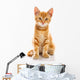Red Little Cat 