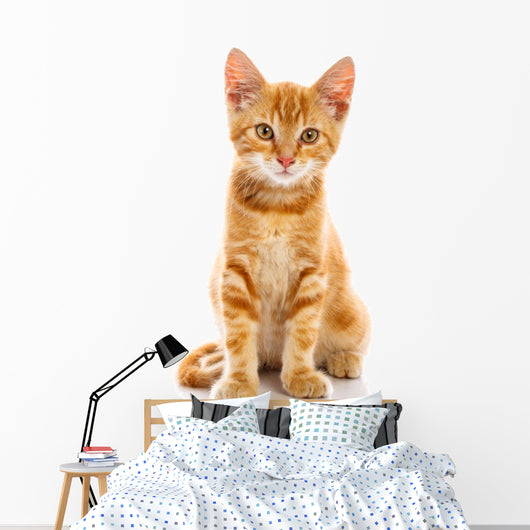 Red Little Cat 