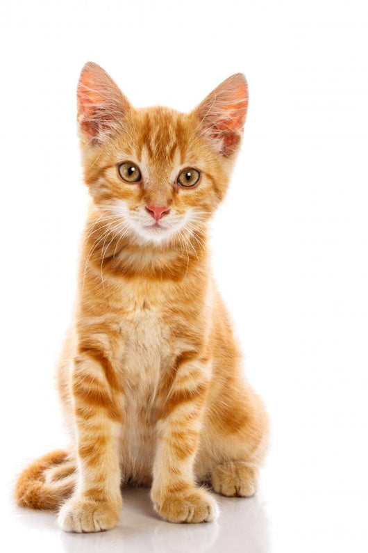 Red Little Cat 