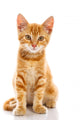 Red Little Cat 