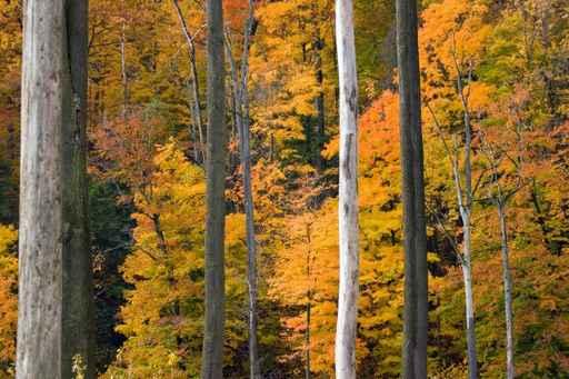 Golden Foliage Wall Decal