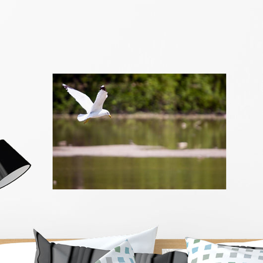 Gull in Flight Wall Mural