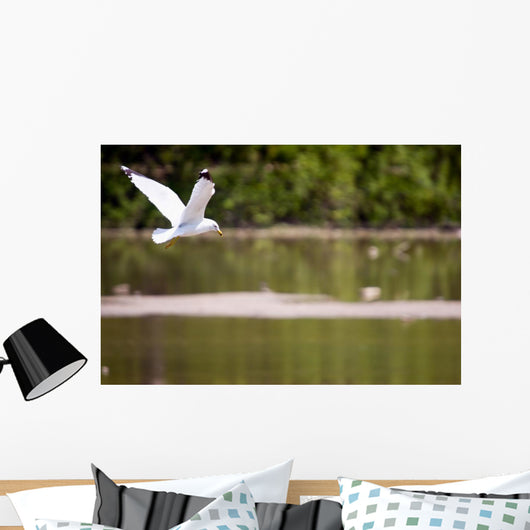 Gull in Flight Wall Mural