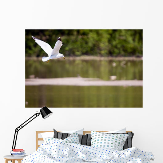 Gull in Flight Wall Mural
