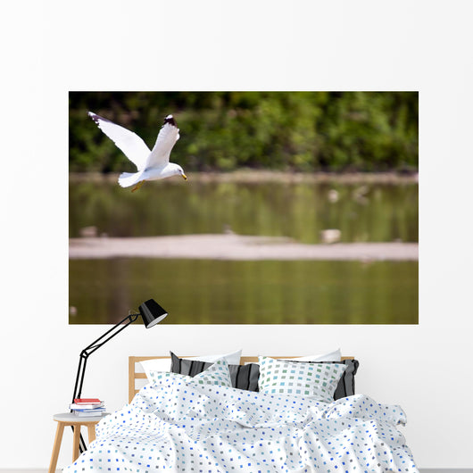 Gull in Flight Wall Mural