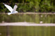 Gull in Flight Wall Mural