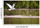 Gull in Flight Wall Mural