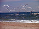 seagulls in flight Wall Mural