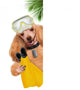 Dog Diver. Wall Decal