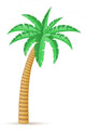palm tropical tree vector illustration Wall Mural