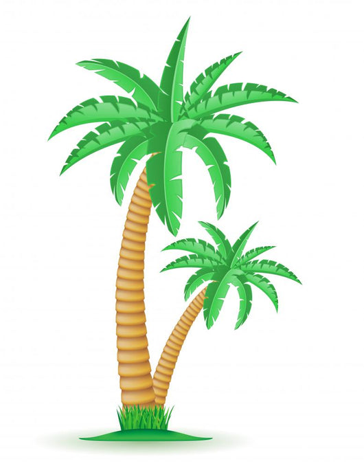 palm tropical tree vector illustration Wall Mural