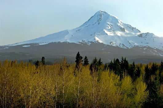 Mt Hood Wall Decal