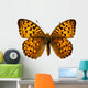 Butterfly Isolated on the White 