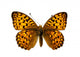 Butterfly Isolated on the White 