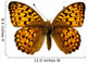 Butterfly Isolated on the White 