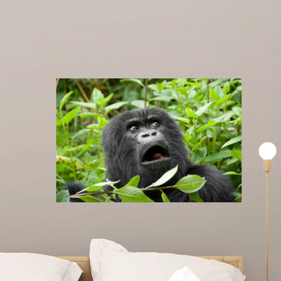 Mountain Gorilla Volcano National shown on a wall