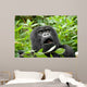 Mountain Gorilla in Volcano National Park (Rwanda) 