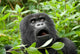 Mountain Gorilla in Volcano National Park (Rwanda) 
