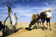 Camels Drinking Wall Decal